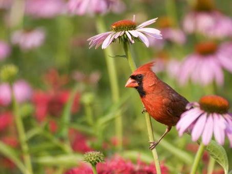 Cardinals & Coneflowers: Garden Designs with Birds in Mind